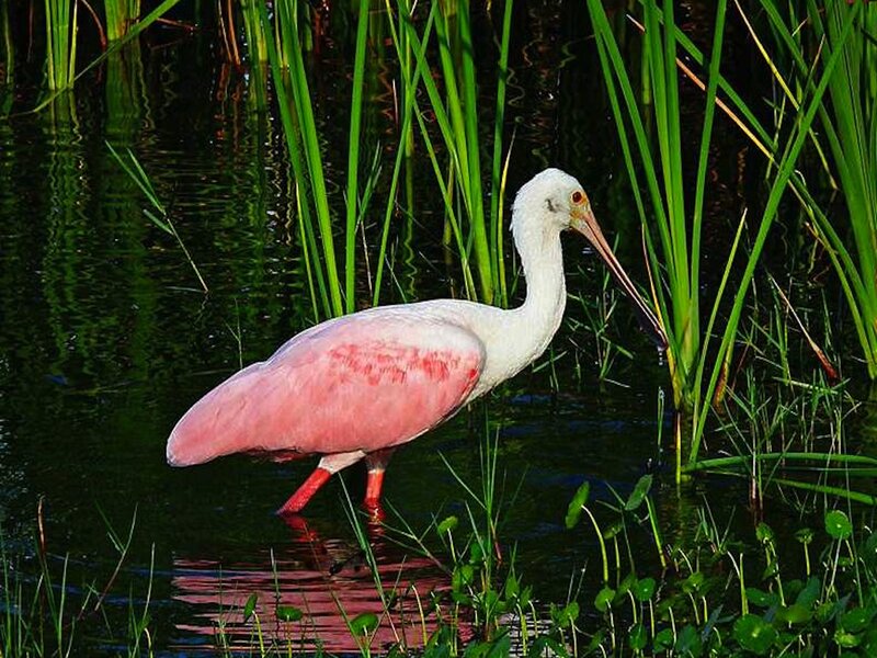 Roseate Spoonbill Bird