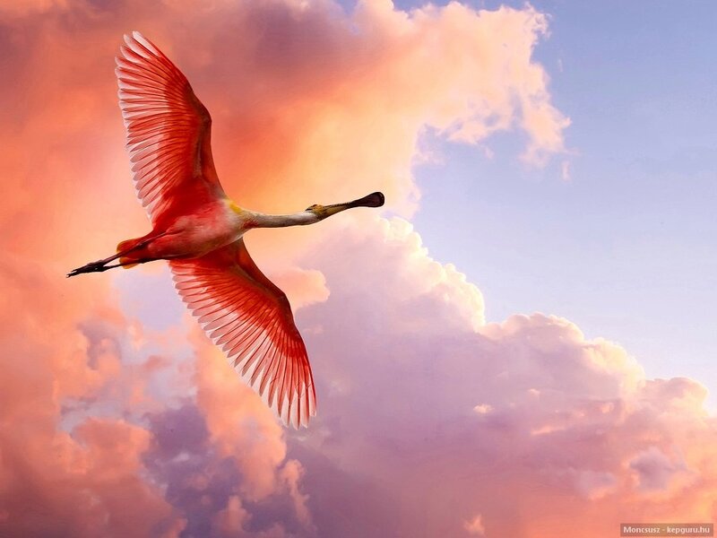 Roseate Spoonbill in Flight — Pink, Dramatic