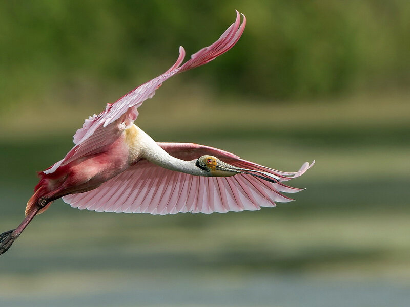 Roseate Spoonbill in Flight — Pink, Dynamic, Photograph