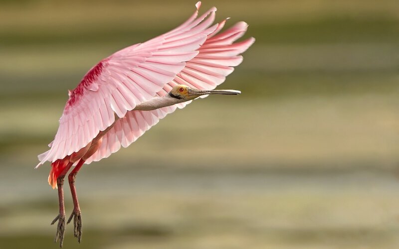 Roseate Spoonbill in Flight — Pink, Dynamic