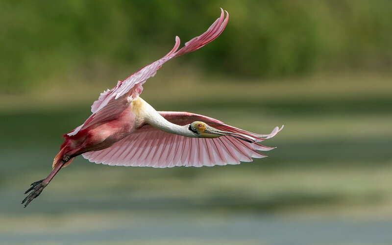 Roseate Spoonbill in Flight — Pink, Serene, Afternoon