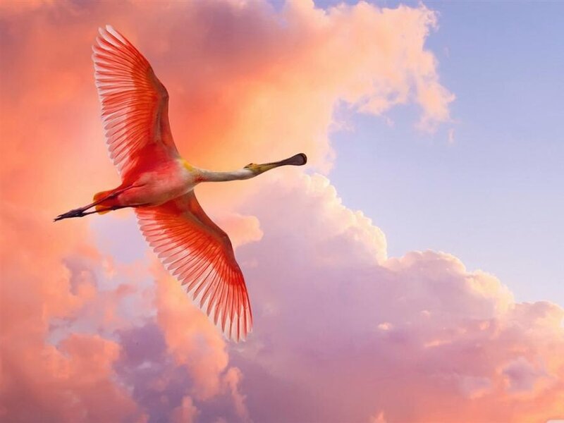 Roseate Spoonbill in Flight — Pink, Serene, Sunset