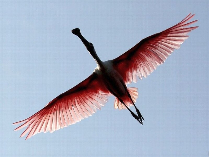 Roseate Spoonbill in Flight — Pink, Serene