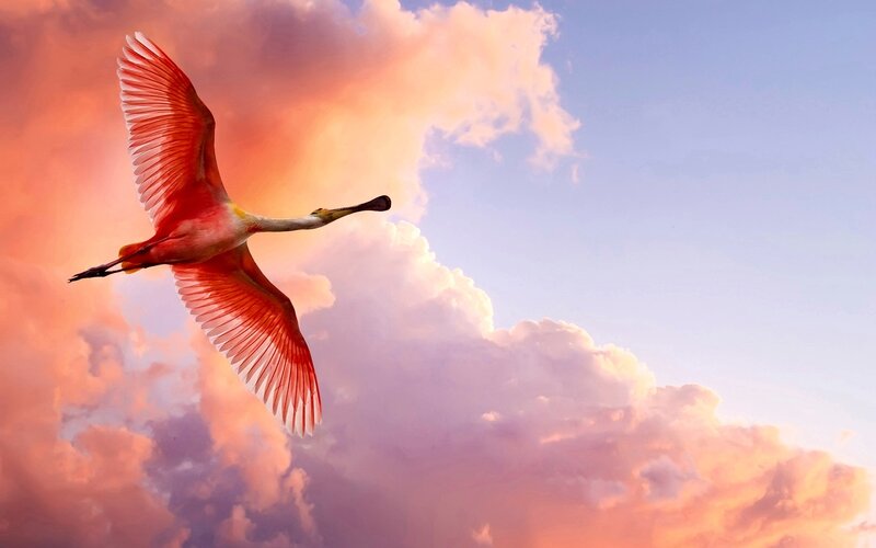 Roseate Spoonbill in Flight — Pink