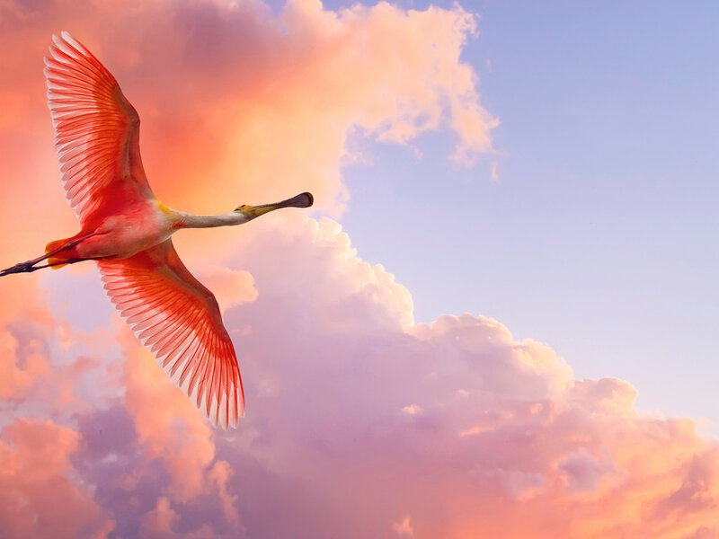 Roseate Spoonbill in Flight