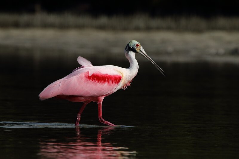 Roseate Spoonbill — Pink, Serene, Afternoon