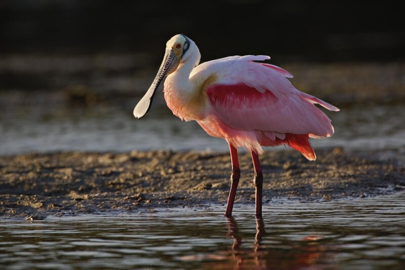 Roseate Spoonbill — Pink, Serene, Sunset