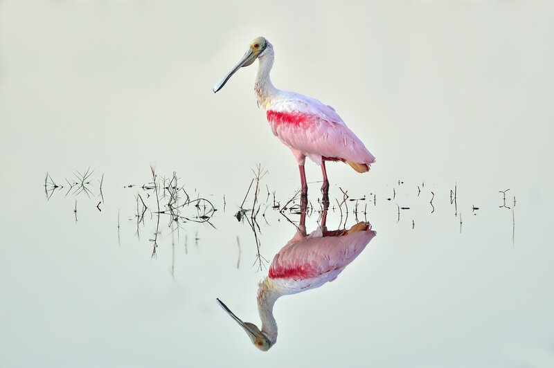 Roseate Spoonbill — Pink, Serene
