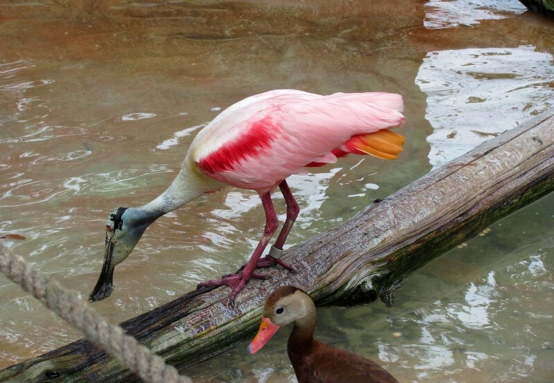 Roseate Spoonbill — Pink