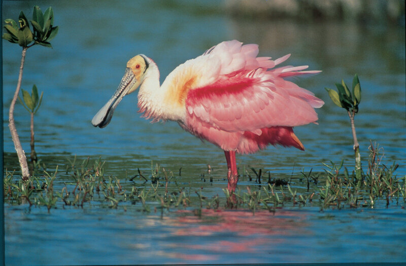 Roseate Spoonbill