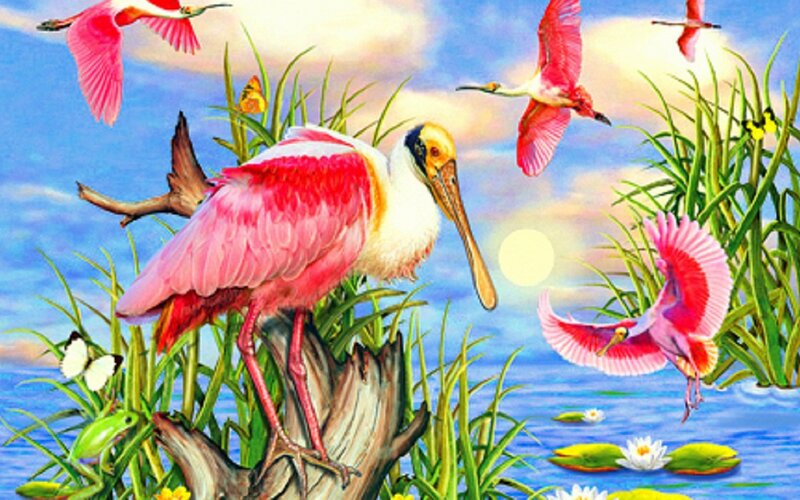 Roseate Spoonbills — Pink