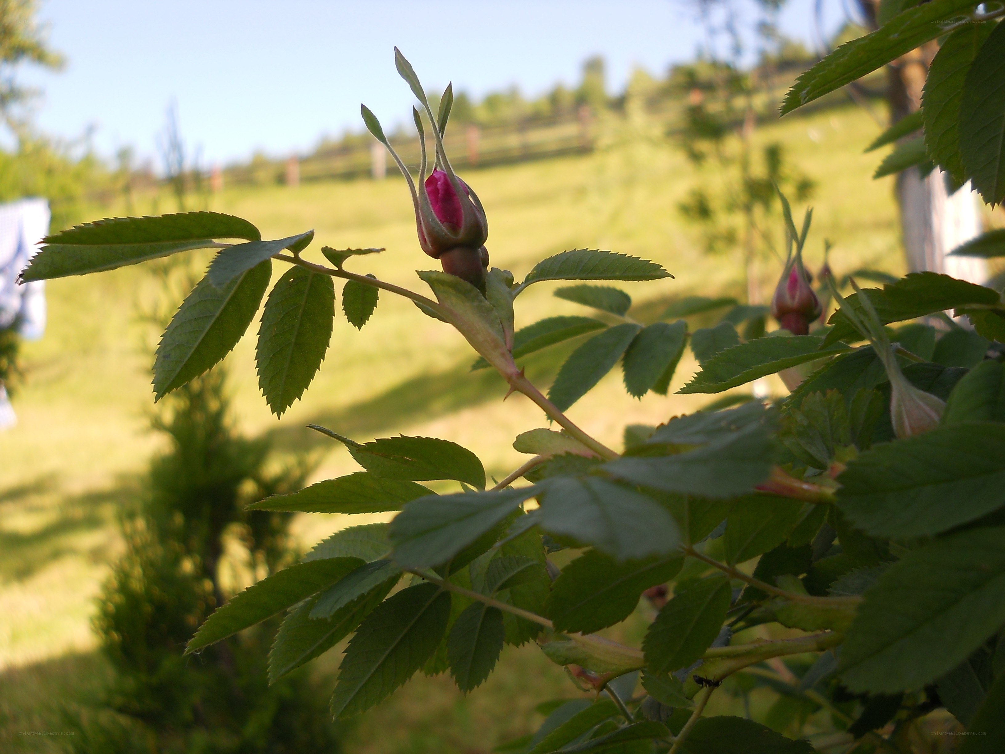 Rosebud in a garden