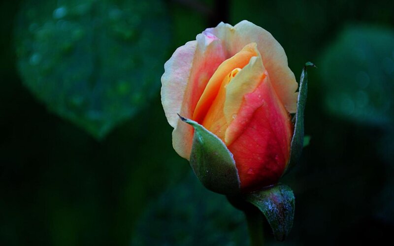 Rosebud in Bloom — Red