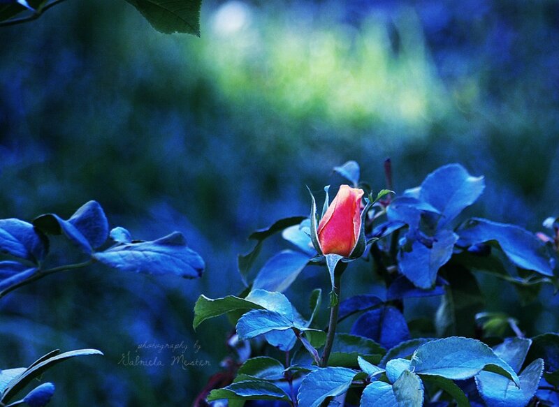 Rosebud in Blue Light — Serene