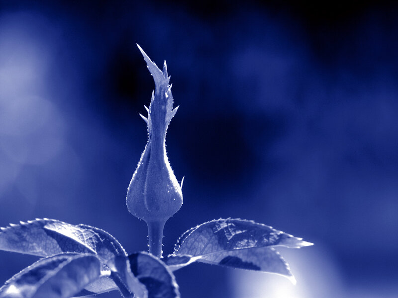 Rosebud in Blue Light