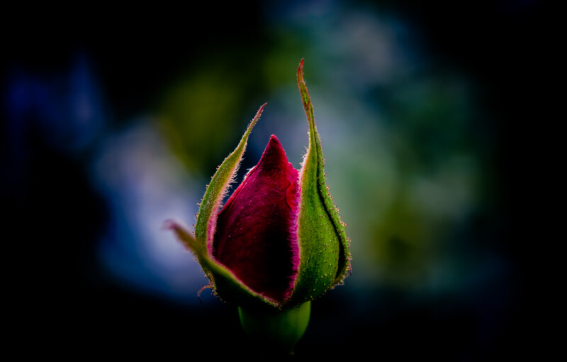 Rosebud in Focus