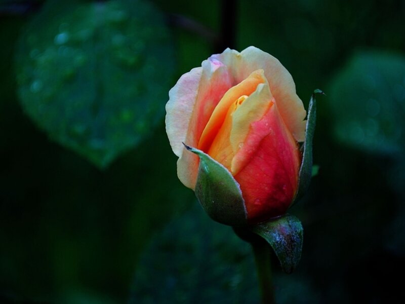 Rosebud in Garden — Red