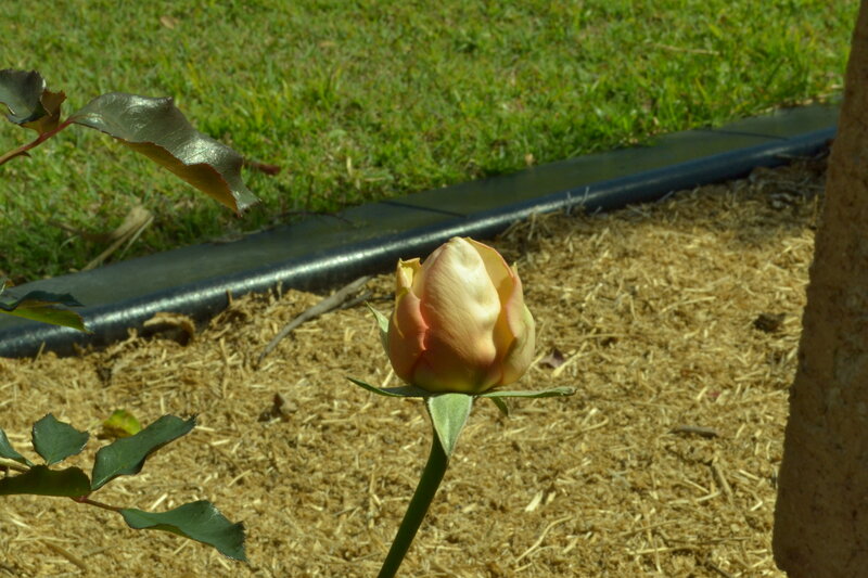 Rosebud in Garden