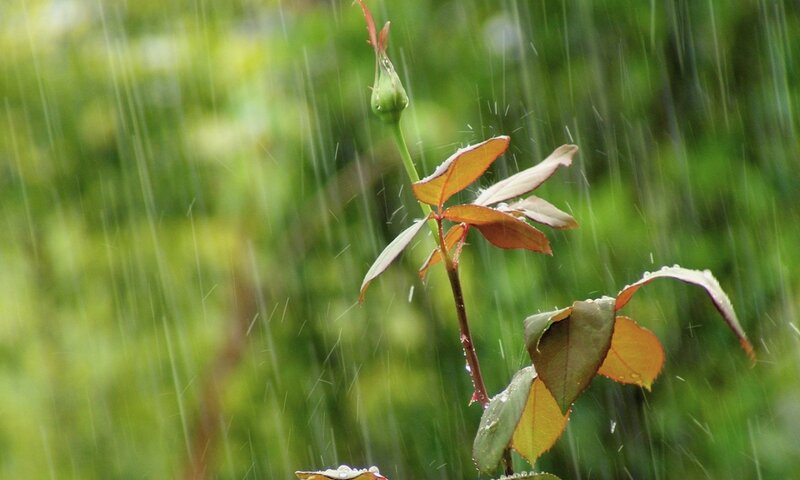 Rosebud in Rain — Green