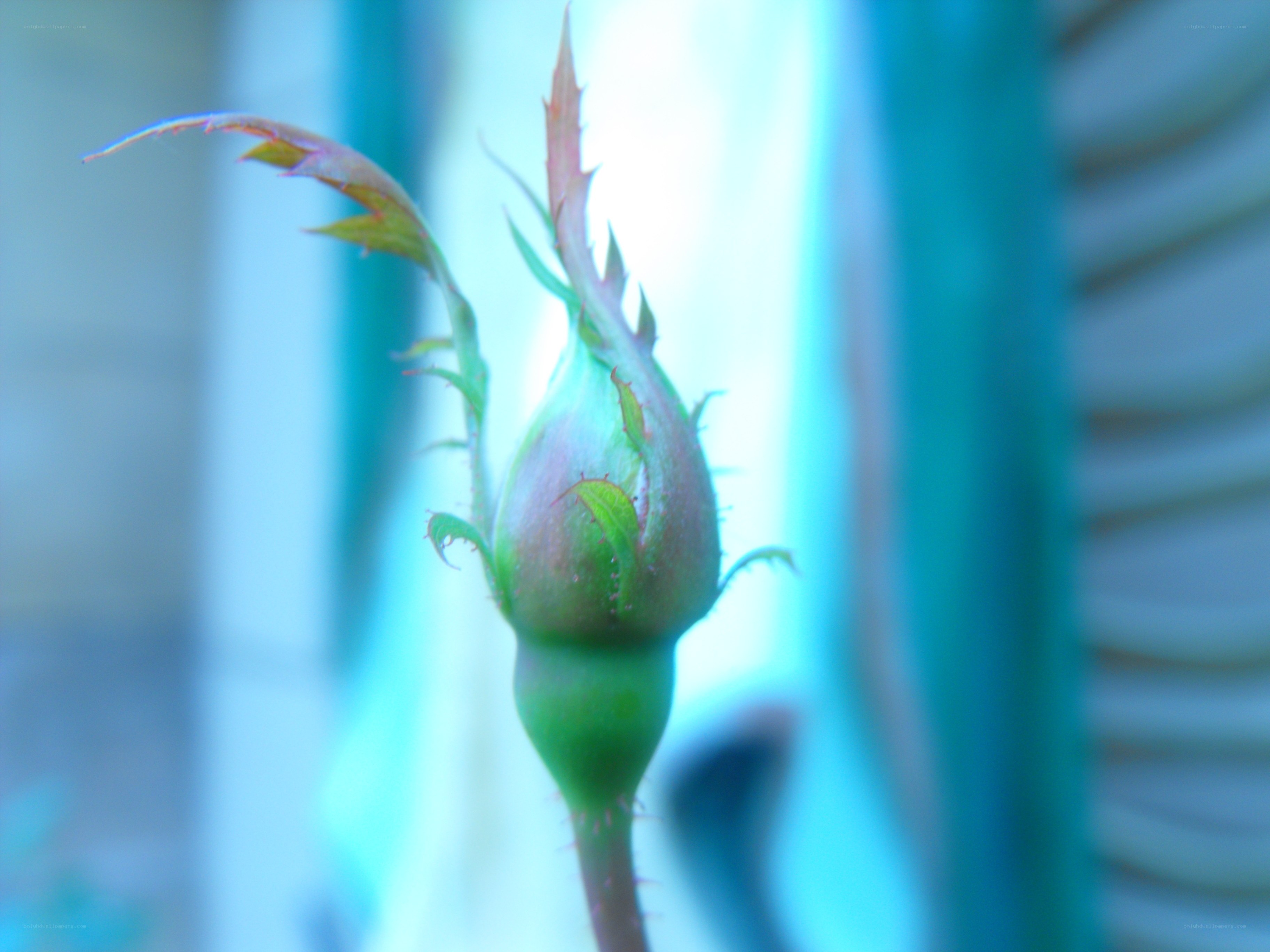 rosebud in soft focus