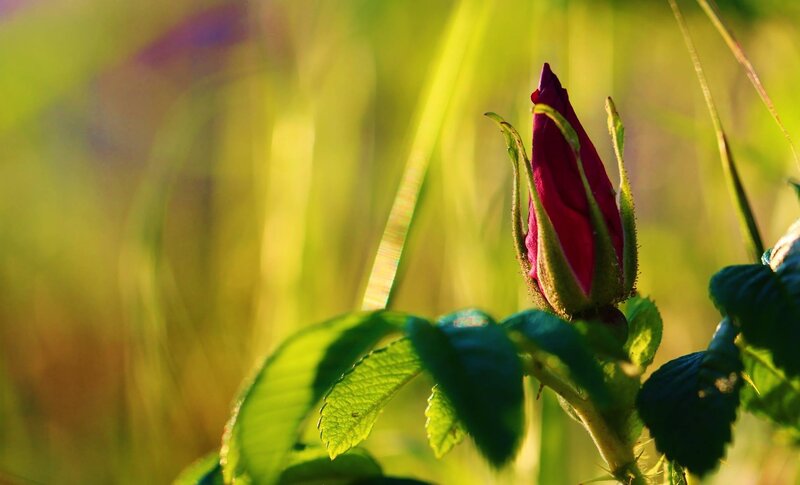 Rosebud in Sunlight — Green, Serene