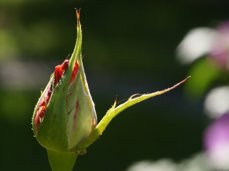 Rosebud in Sunlight — Green