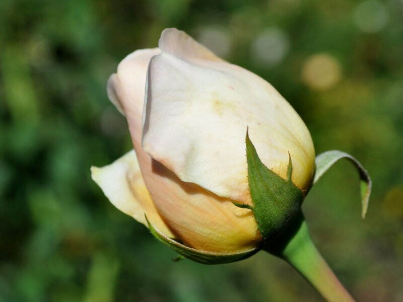 Rosebud in Sunlight — White