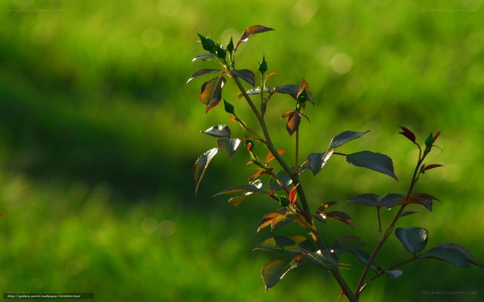 Rosebud in Sunlight