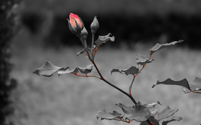 Rosebud on a Branch — Red, Dramatic