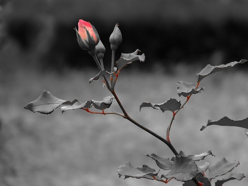 Rosebud on a Branch — Red
