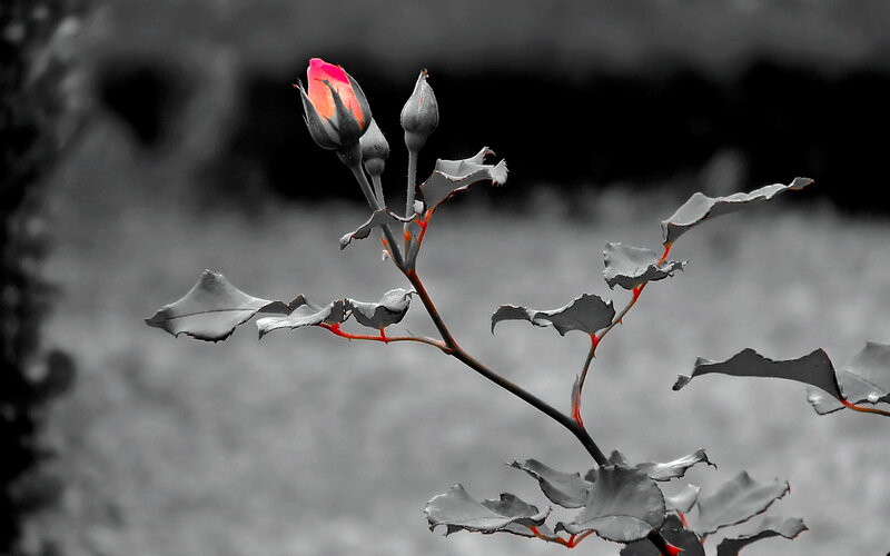 Rosebud on a Branch