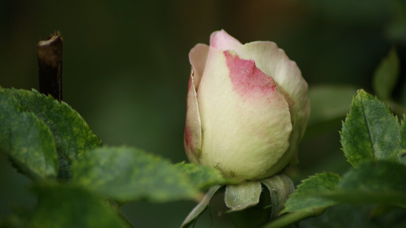 Rosebud on a Bush