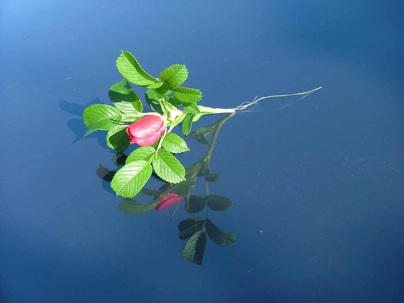 Rosebud on calm water