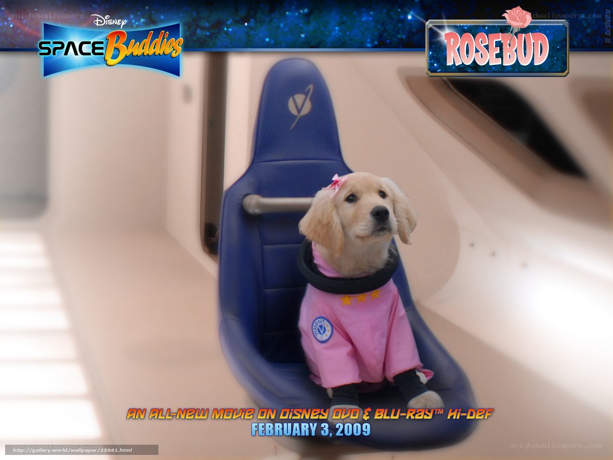 Rosebud puppy in space suit
