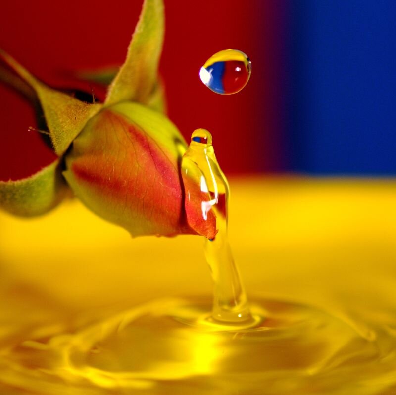 Rosebud with Water Droplet — Red