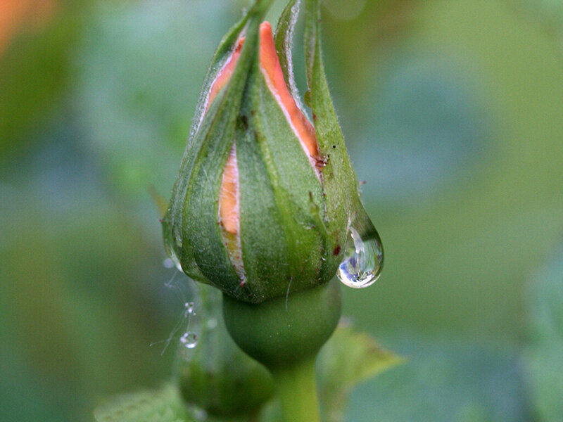 Rosebud with Water Droplet