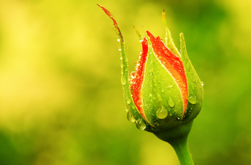 Rosebud with Water Droplets