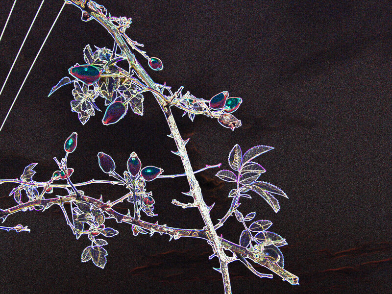 Rosehip Branch