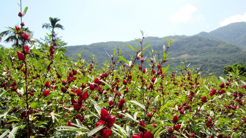 Roselle Plants in Field