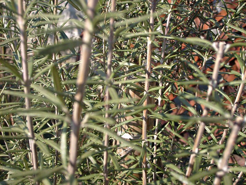 Rosemary Plant Close-up