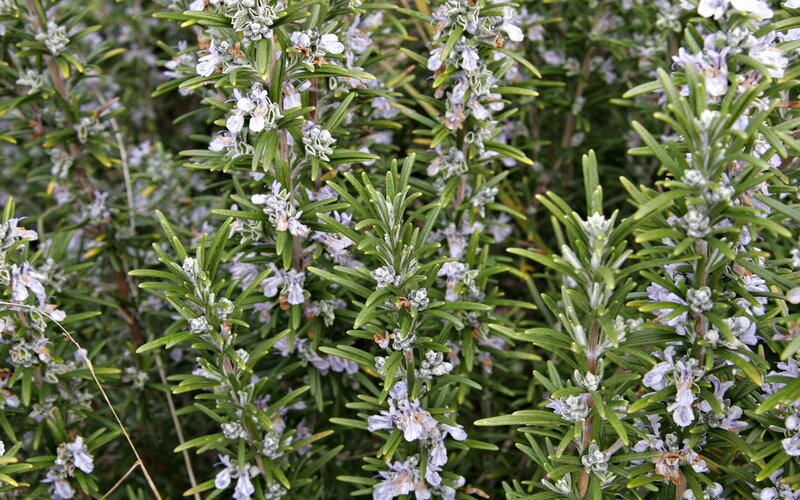 rosemary plant with flowers