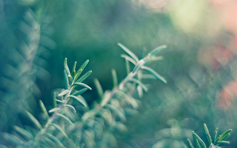 Rosemary Sprig in Focus