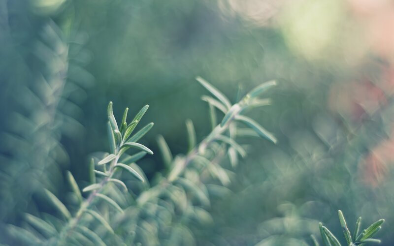 Rosemary Sprigs