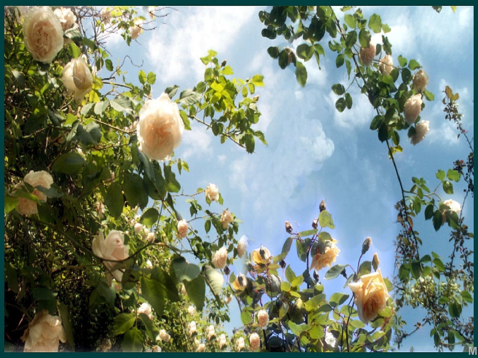 roses against a blue sky