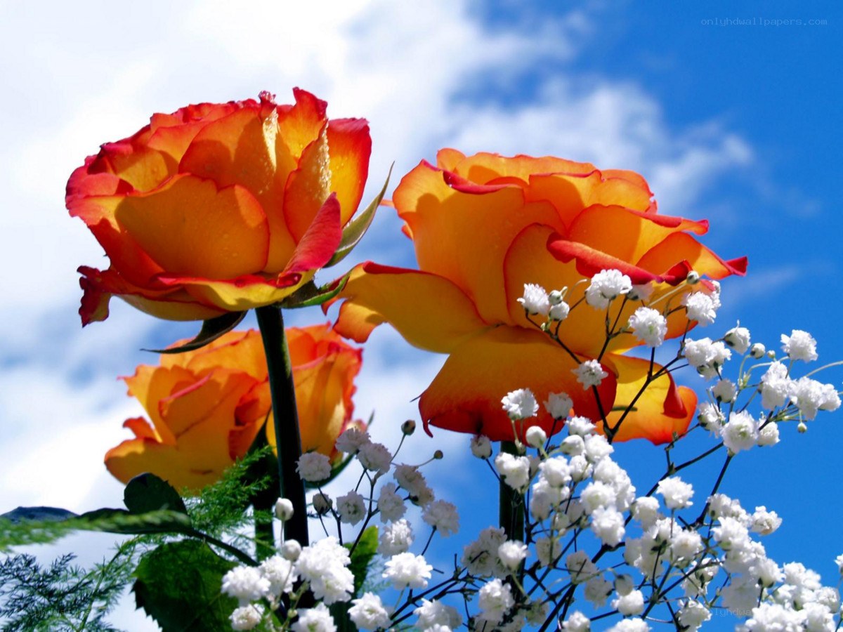 Roses against blue sky