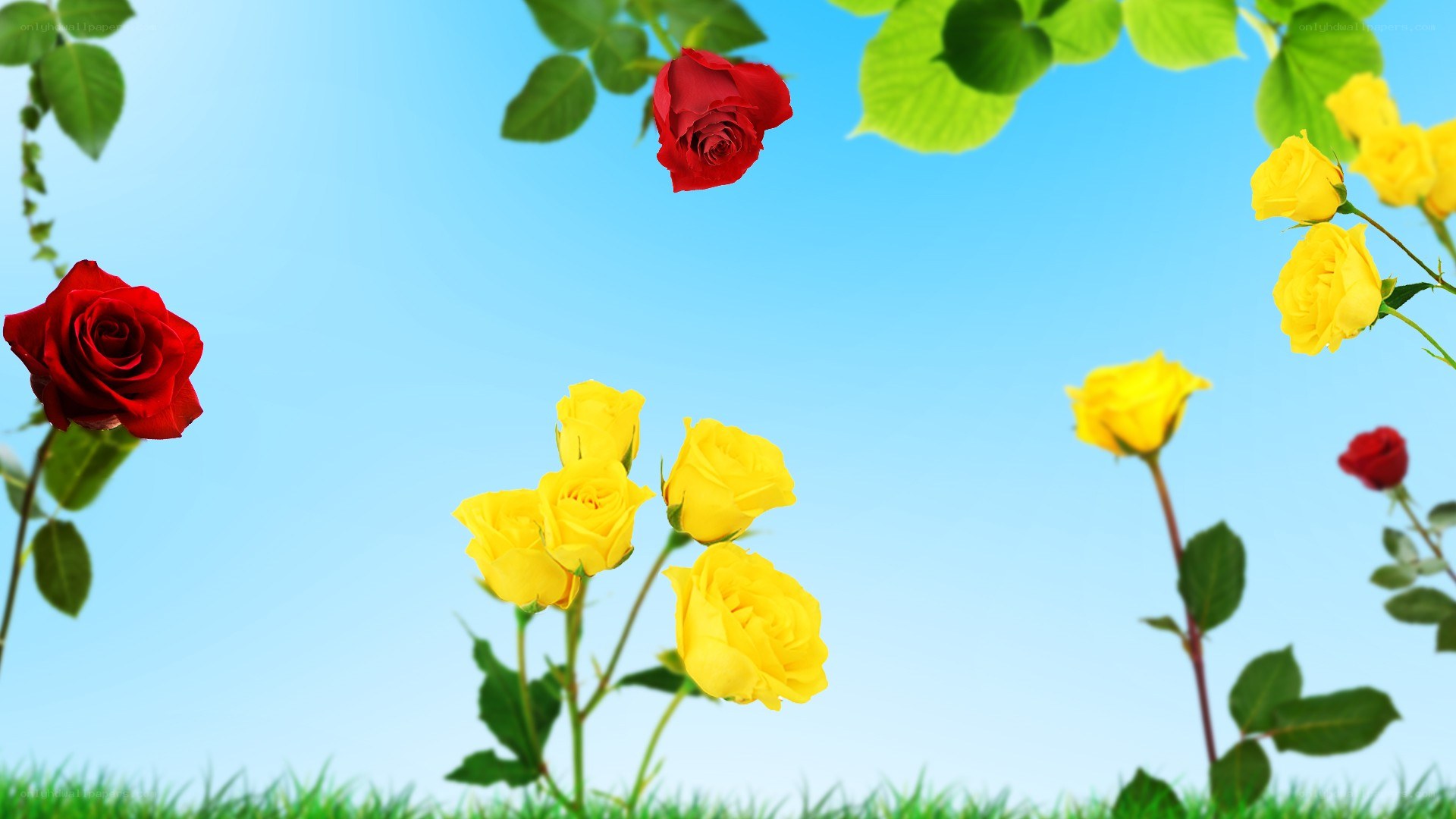Roses against blue sky