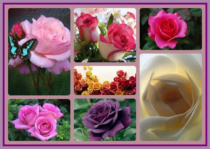 Roses and a Butterfly