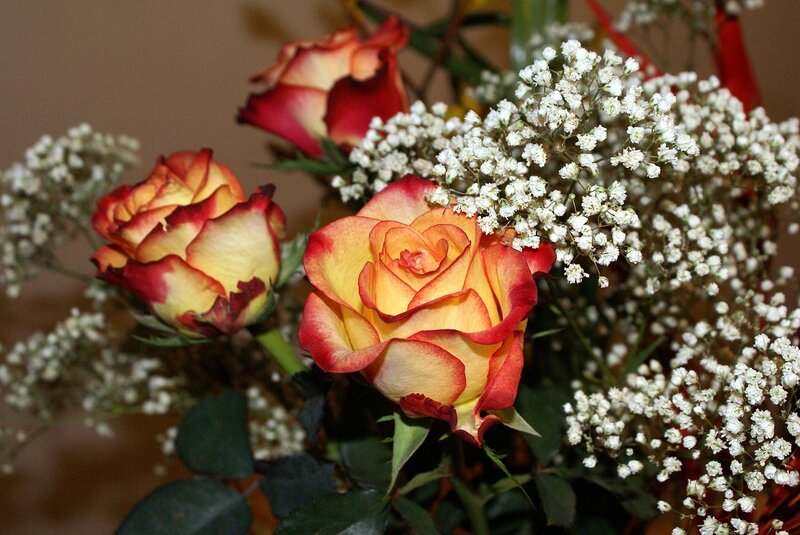 Roses and baby's breath bouquet