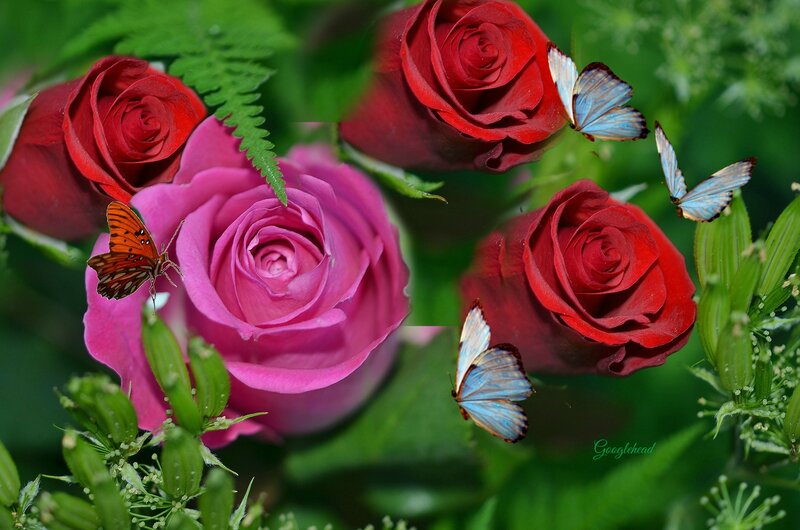 Roses and Butterflies — Red, Serene