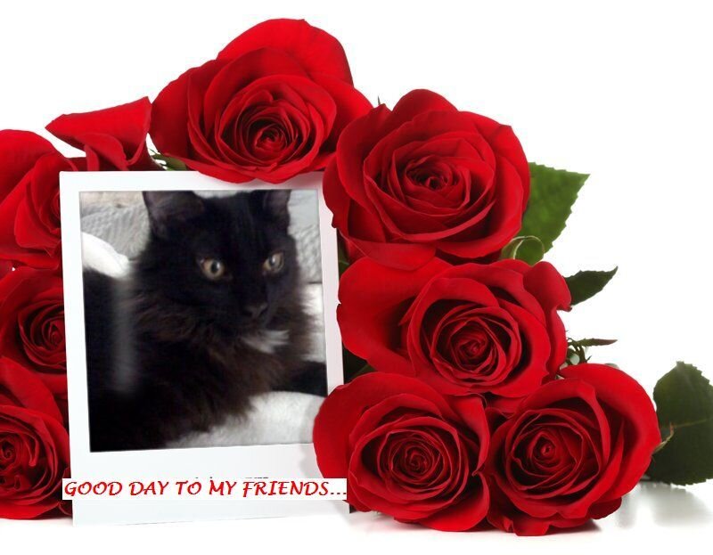 roses and cat photo